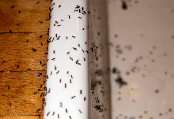 Best Affordable Pest Control Services  in Richmond, IN